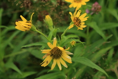 Arnica sachalinensis