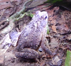 Ingerophrynus divergens