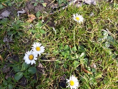 Bellis perennis