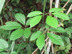 Ampelocissus polystachya