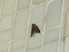 Lophoptera squammigera