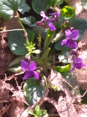 Viola odorata