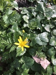 Ficaria verna