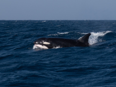 Orcinus orca
