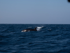 Orcinus orca