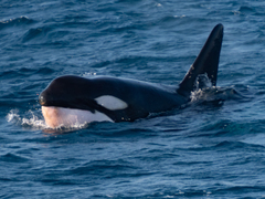 Orcinus orca