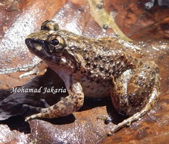 Limnonectes conspicillatus