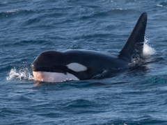 Orcinus orca