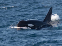 Orcinus orca