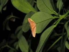 Nothomiza flavicosta