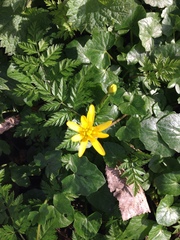 Ficaria verna