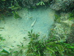 Caffrogobius nudiceps