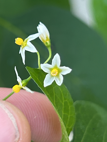 Solanum americanum observed 2026-03-13