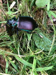 Calosoma oceanicum