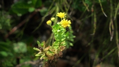 Euryops algoensis