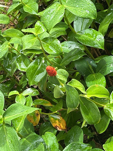 Costus woodsonii observed 2026-03-13