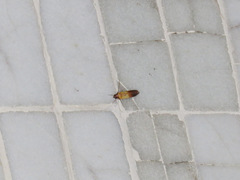 Piesmopoda semilutea