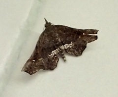 Throana pectinifer