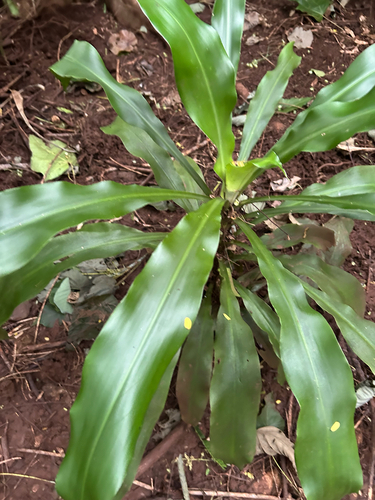 Dracaena fragrans, 2026-03-16
