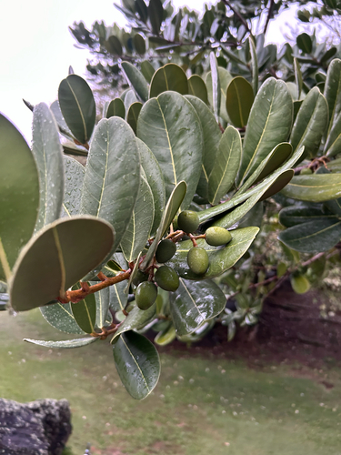 Noronhia emarginata observed 2026-03-16
