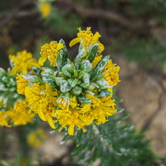 Euryops annae