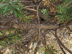 Euryops annae
