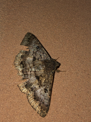 Eudesmeola lawsoni