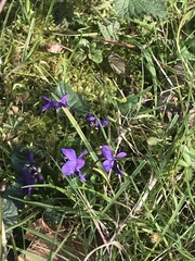 Viola odorata