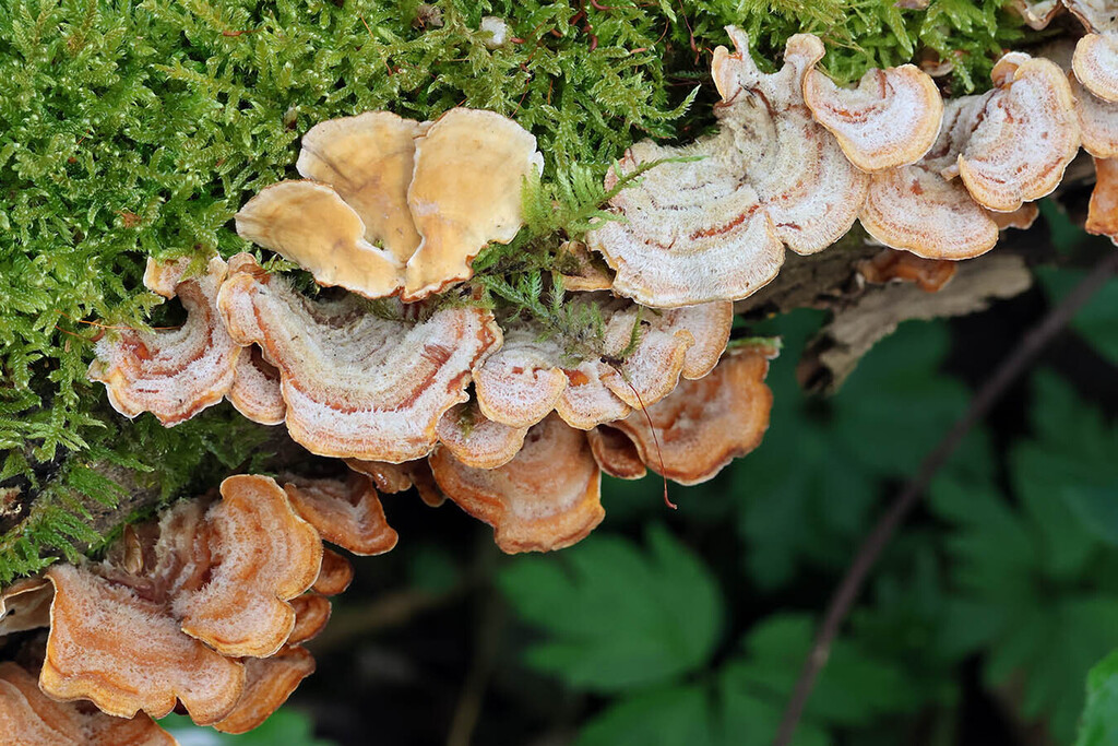 Stereum hirsutum · March 2026 · photo: © mycobel (iNaturalist, cc-by)