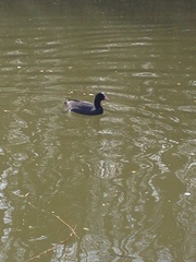 Fulica atra