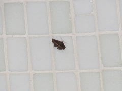 Throana pectinifer