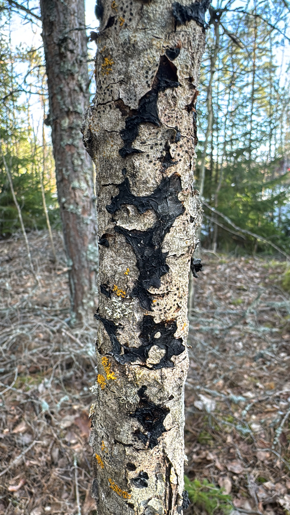 Exidia nigricans · March 2026 · photo: © sudenkorentoko (iNaturalist, cc0)