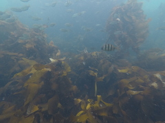 Diplodus hottentotus