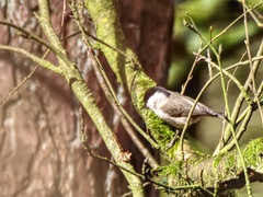 Poecile palustris