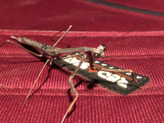 Archimantis quinquelobata