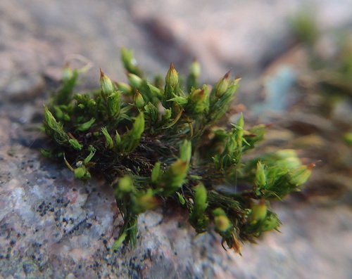 Straw Bristle-moss (Orthotrichum stramineum)