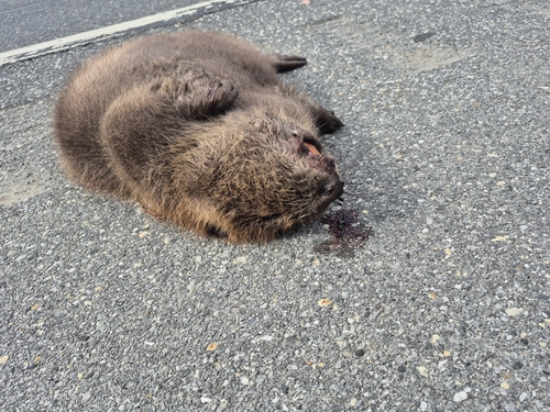 animal observation 2