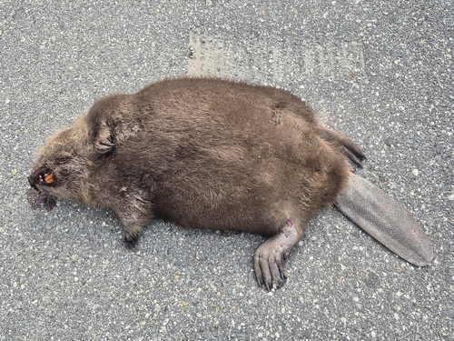 animal observation 3