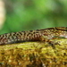 Sabah Bow-fingered Gecko - Photo (c) Mohamad Jakaria, some rights reserved (CC BY-NC), uploaded by Mohamad Jakaria