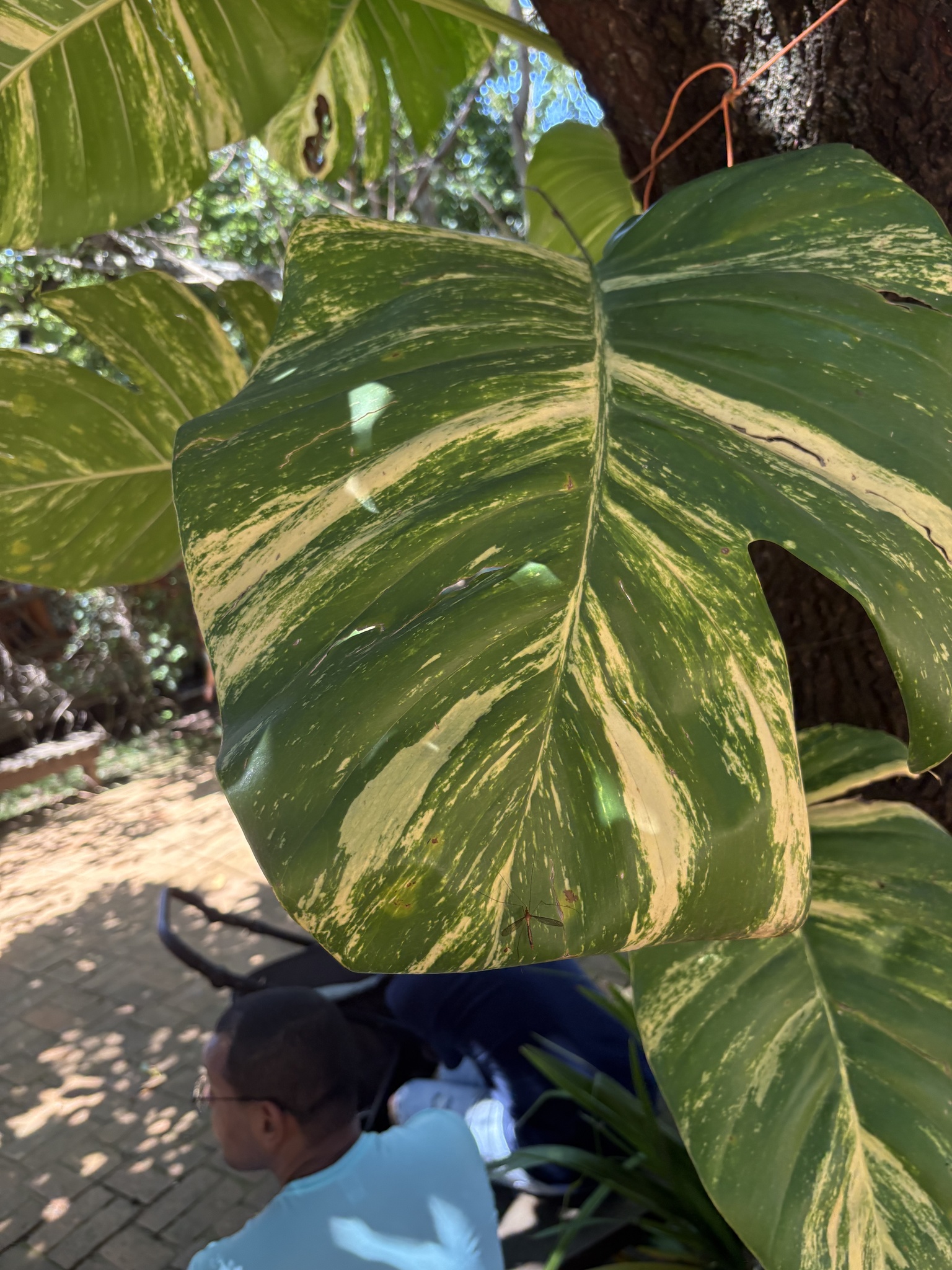 Epipremnum aureum