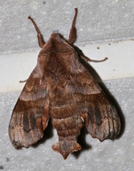 Cypoides chinensis