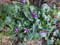 Viola odorata