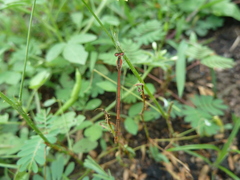 Zygoptera