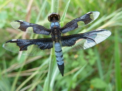 Palpopleura portia