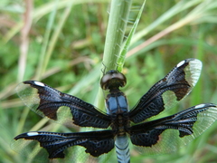 Palpopleura portia