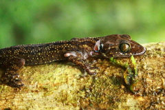 Cyrtodactylus