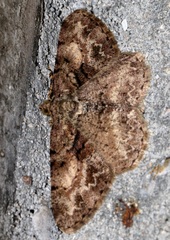 Psilalcis galsworthyi