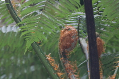 Cyathea phalerata