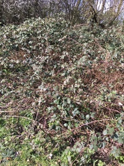 Rubus