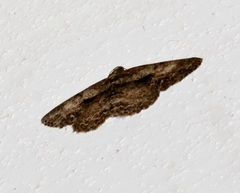 Psilalcis galsworthyi